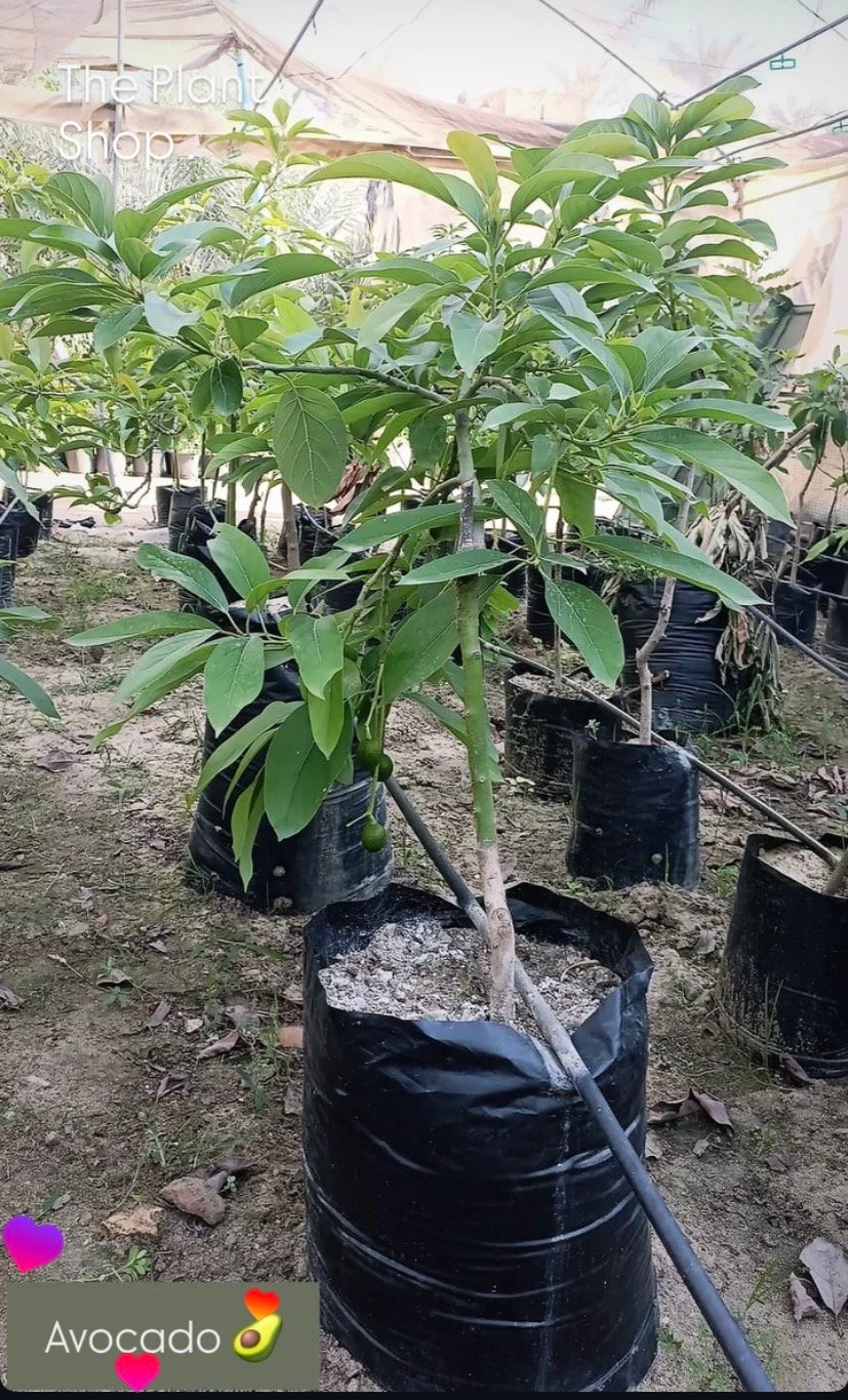 Avocado Tree - Image 3