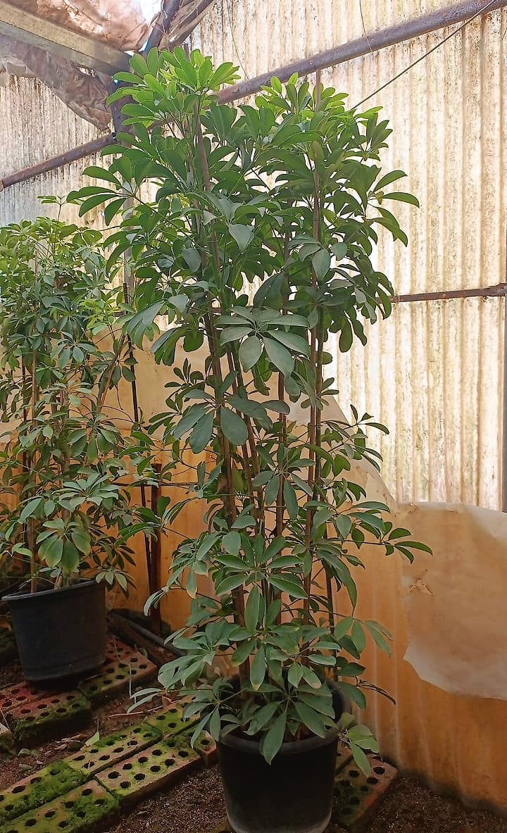Schefflera Green - Image 5