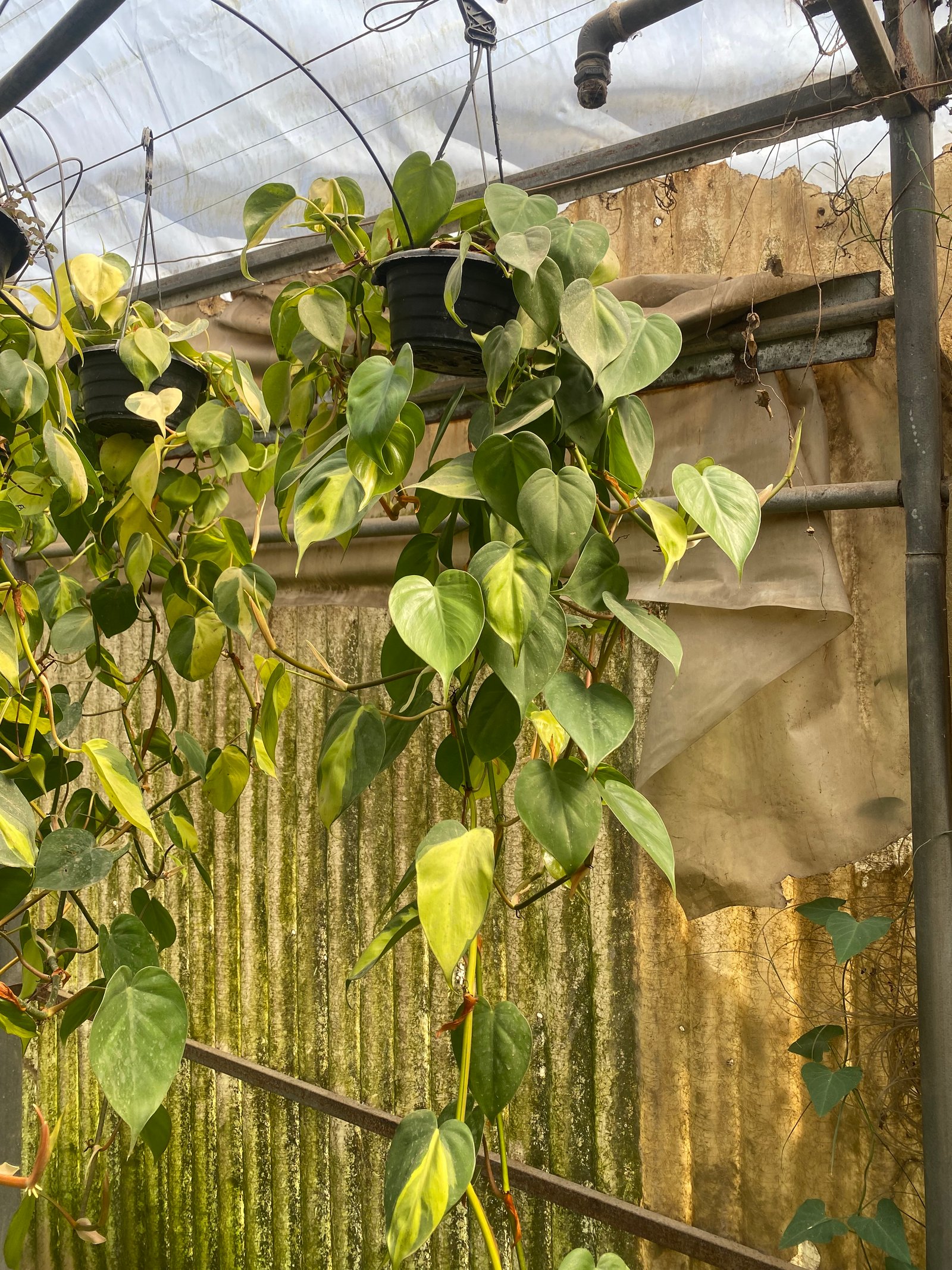 Hanging Philodendron Heart Shape - Image 2
