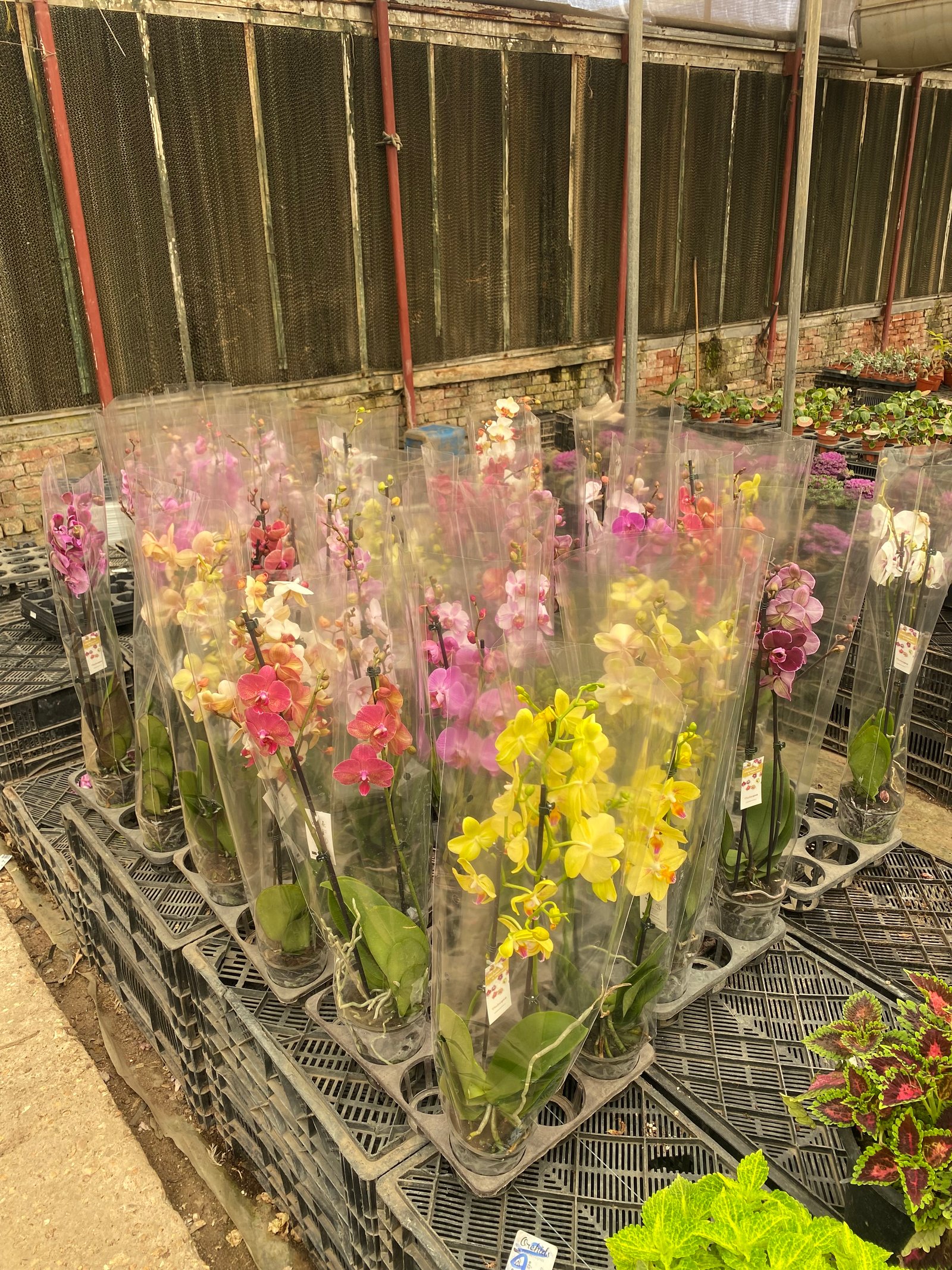 Royal Orchids - Image 18