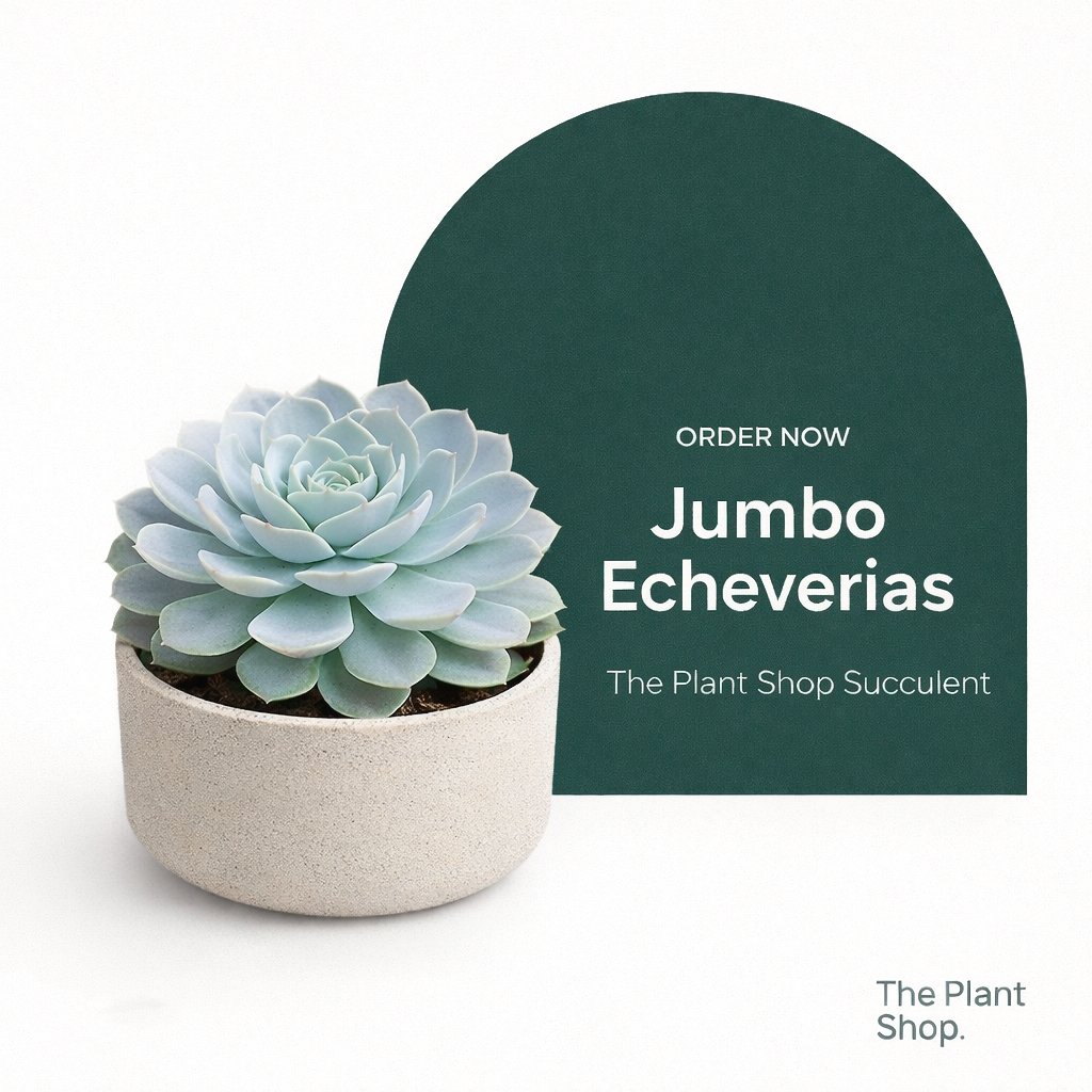 Jumbo Echeverias ( 4) - Image 1
