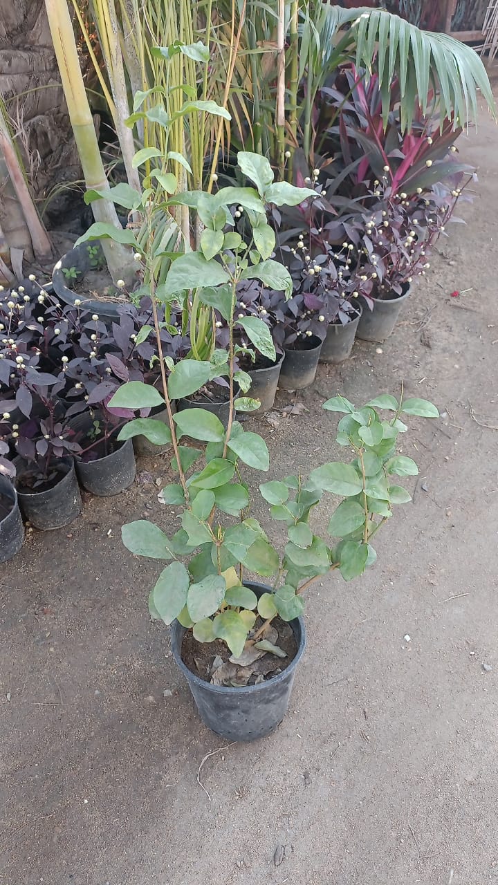 Arabian Jasmine Tree (Full) - Image 2