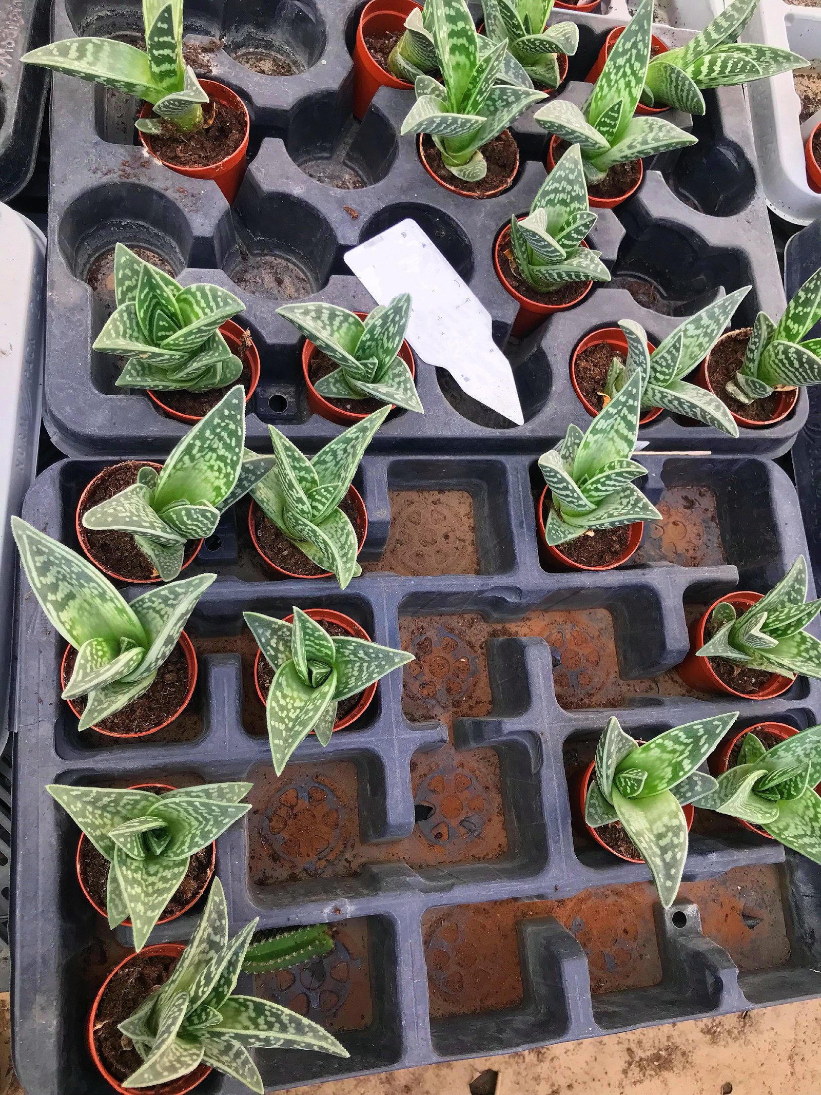 Tiger Aloe - Image 2