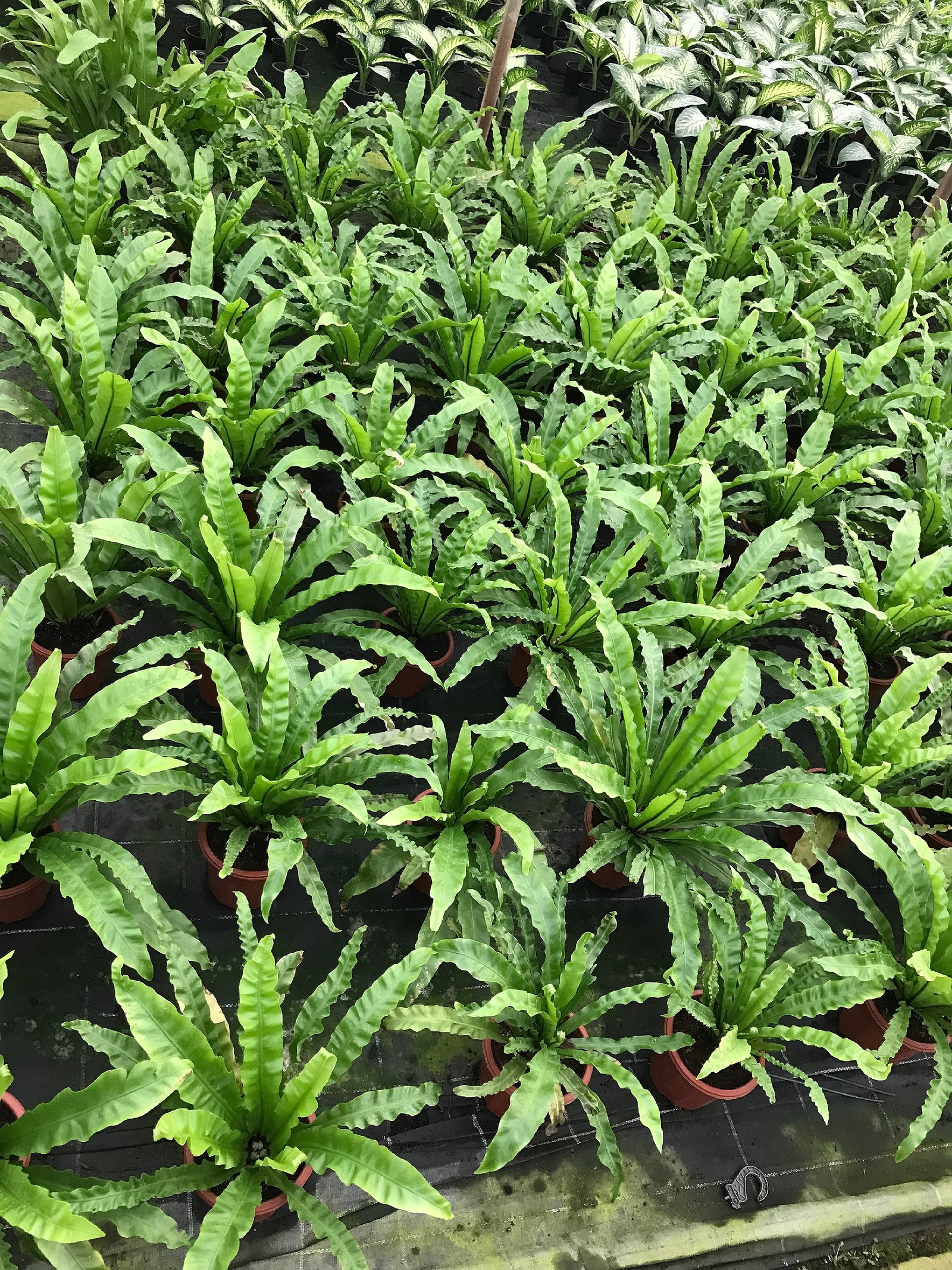 Asplenium Nidus  - Image 5
