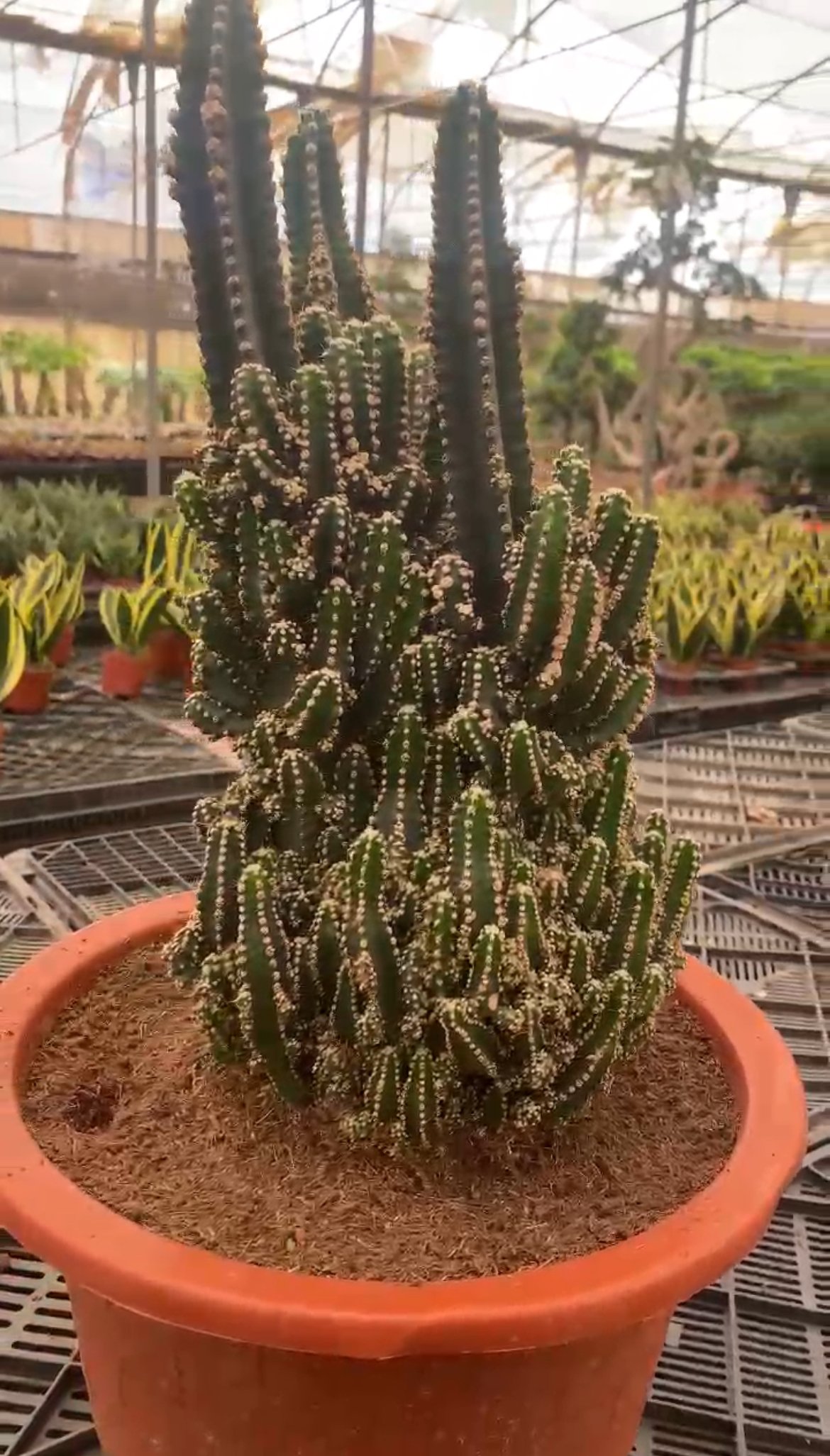 Cuddly Cactus - Image 5