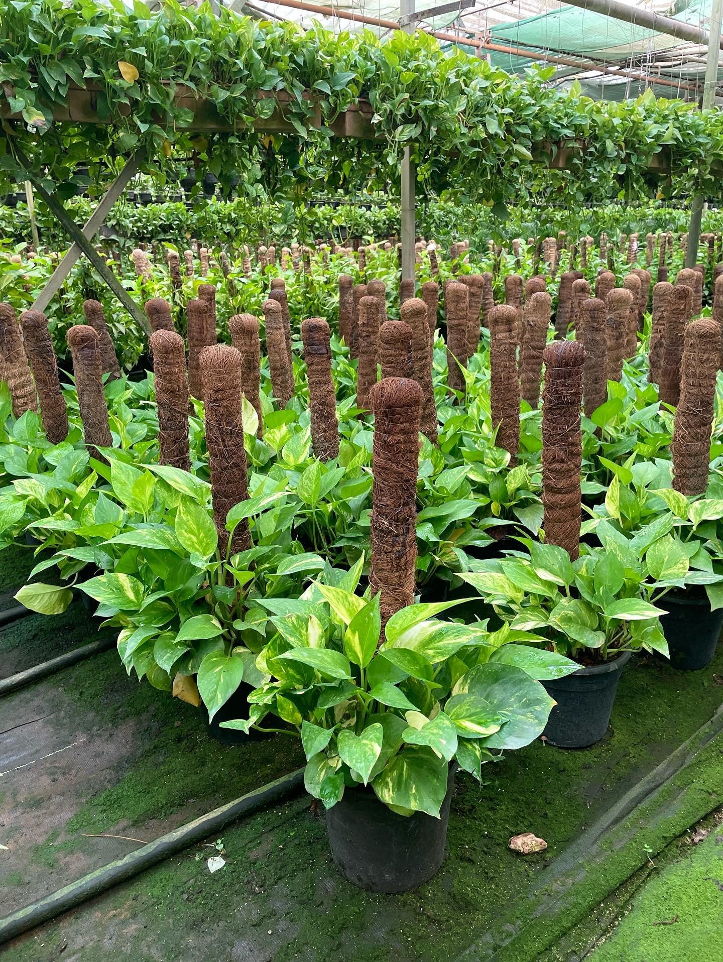   Golden Pothos Stick - Image 5