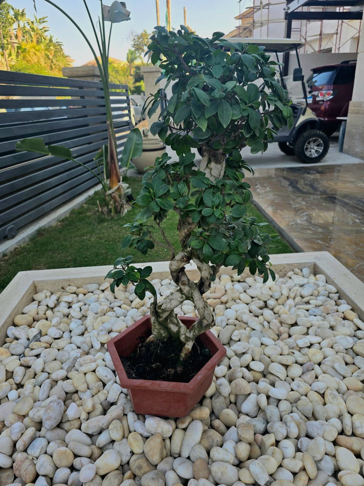 (8) Shape Bonsai - Image 8