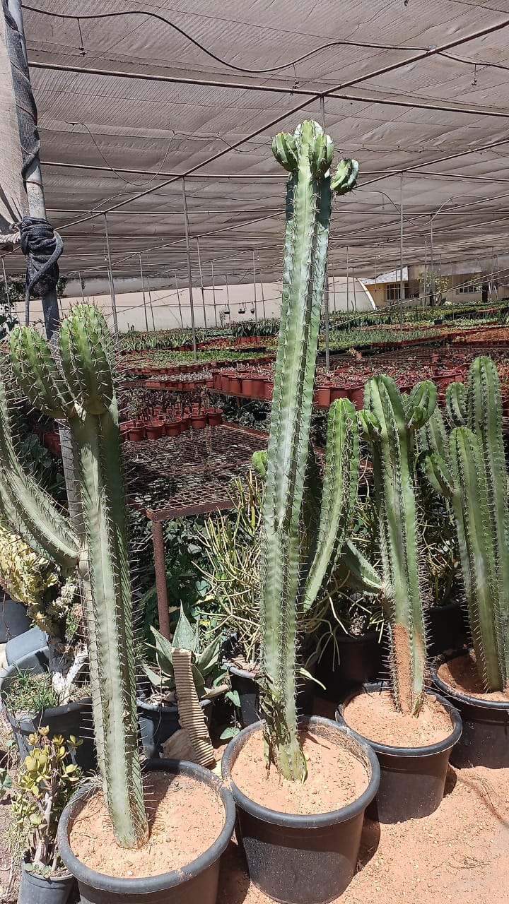 Euphorbia ( Desert Candle ) - Image 1