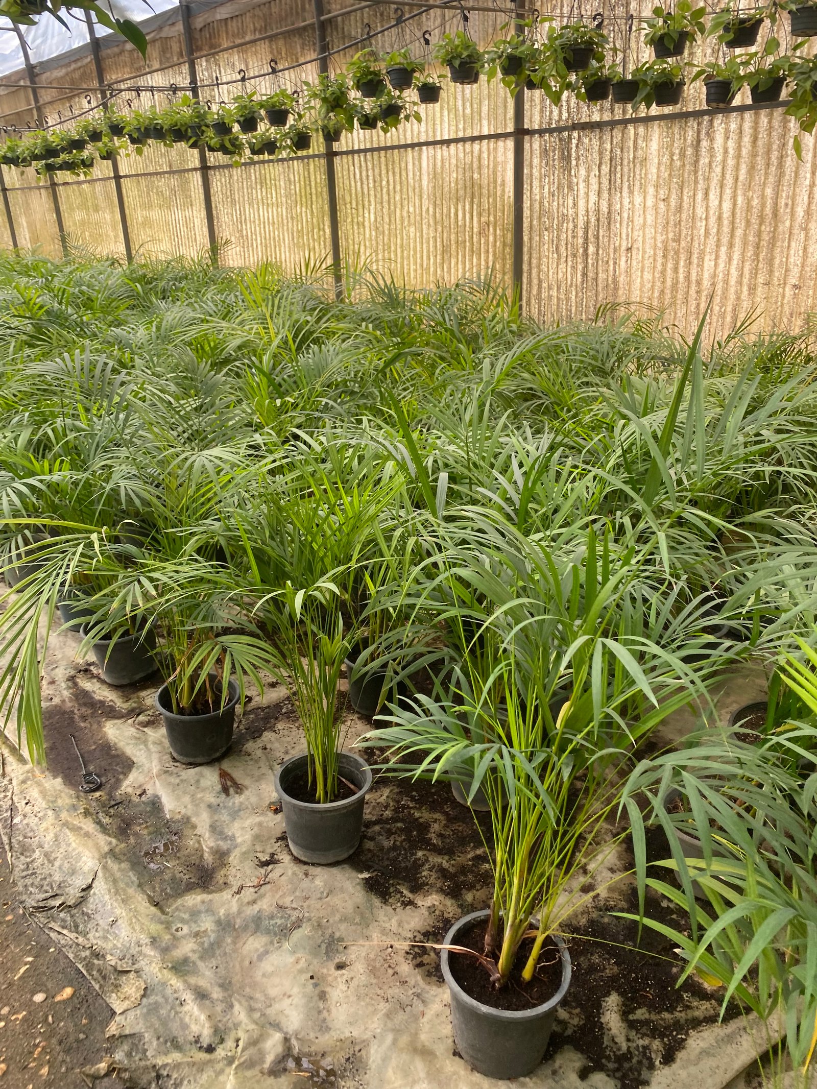Yellow Areca Palm - Image 12