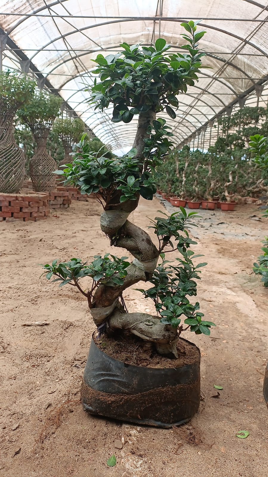 S Shape Bonsai Tree - Image 7