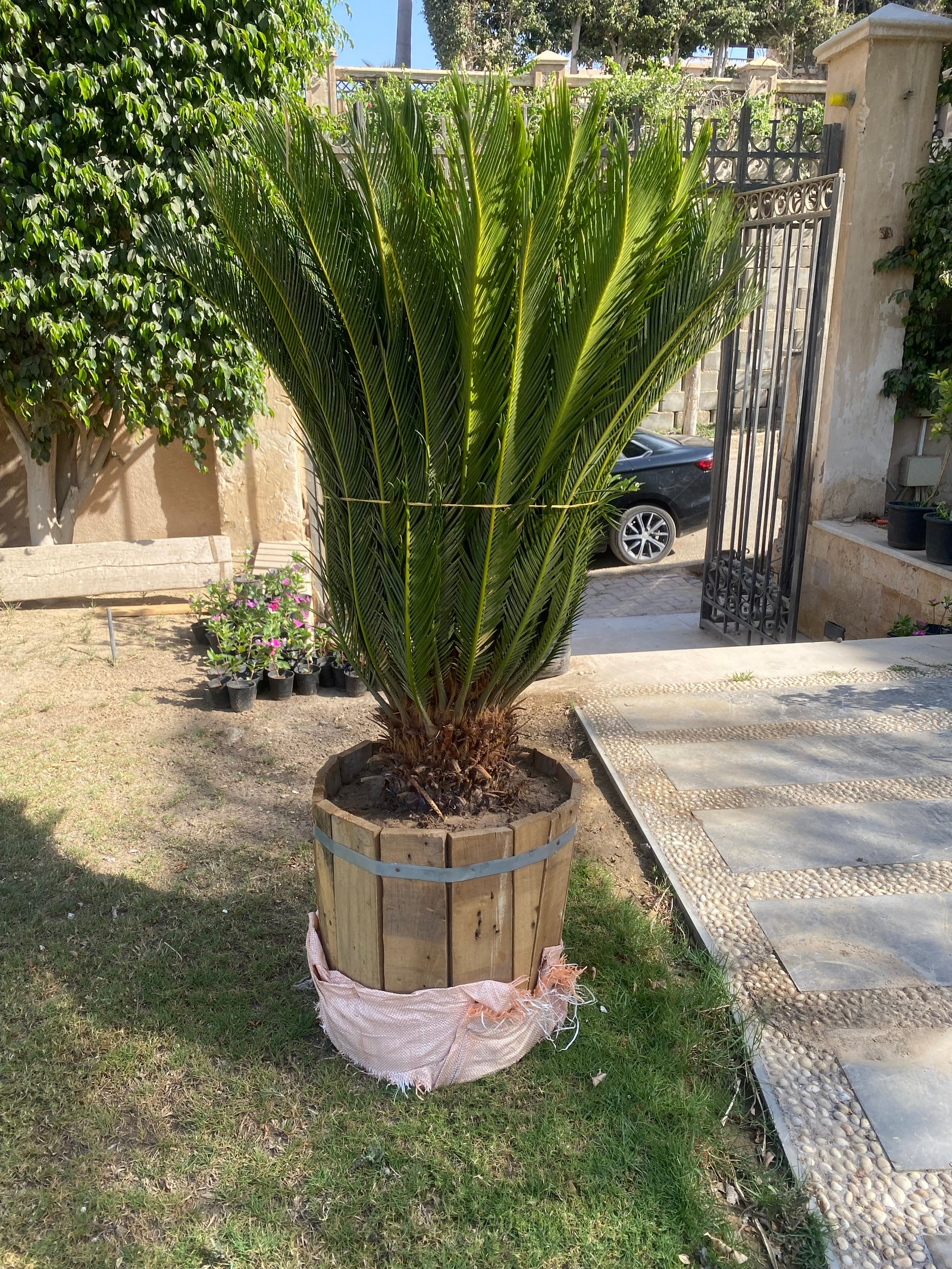 SAGO PALM (CYCAS) - Image 2