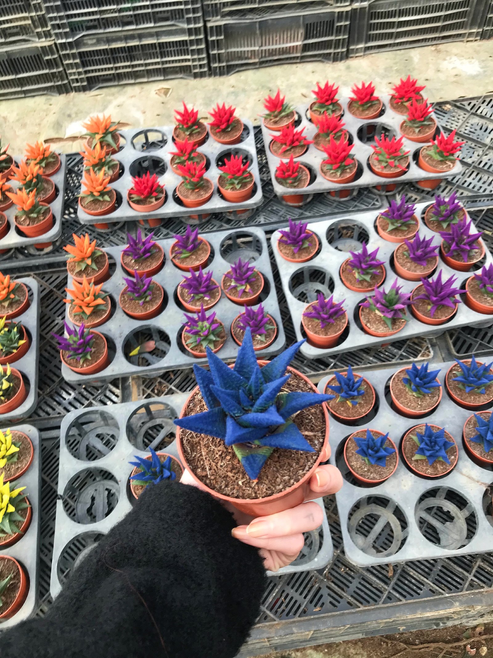Color Cactus  - Image 6