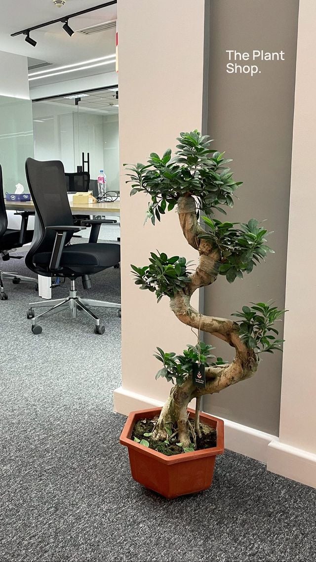 S Shape Bonsai Tree - Image 9