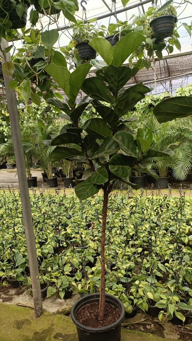 Fiddle Leaf Fig - Image 4