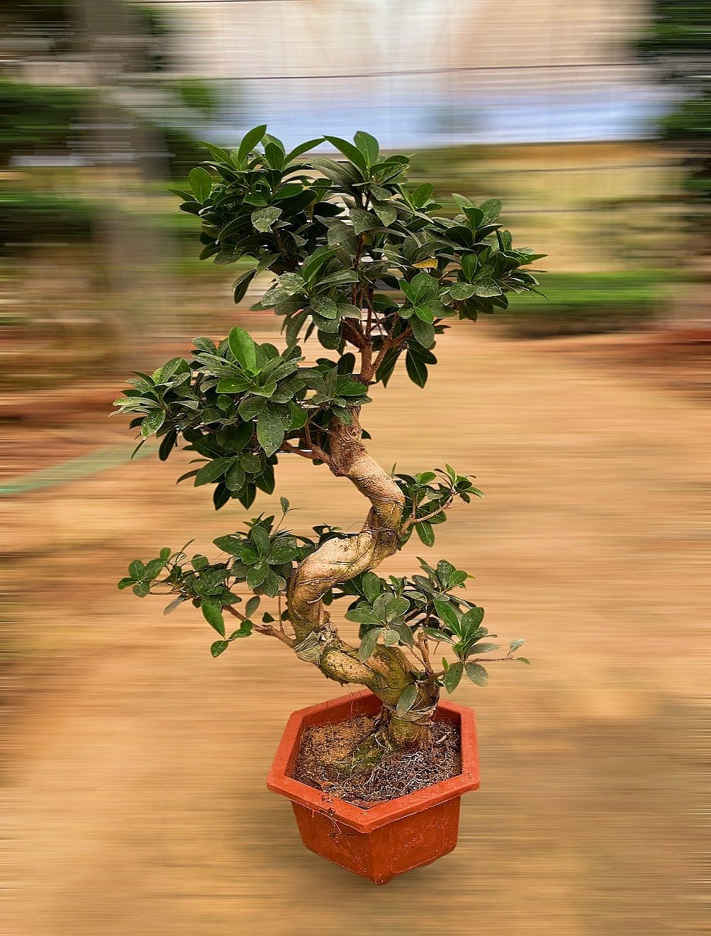 S Shape Bonsai Tree - Image 6