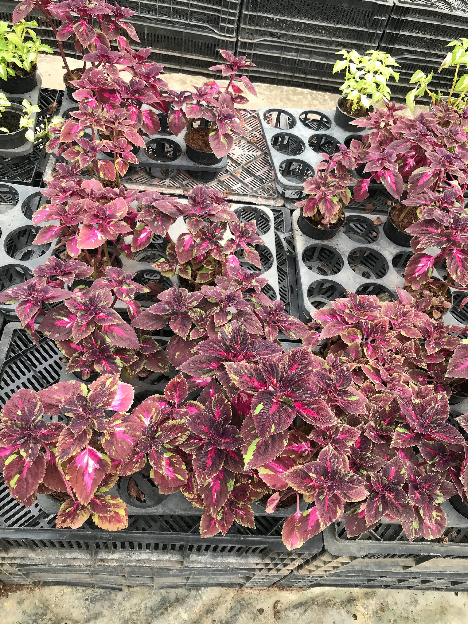 Coleus - Image 3