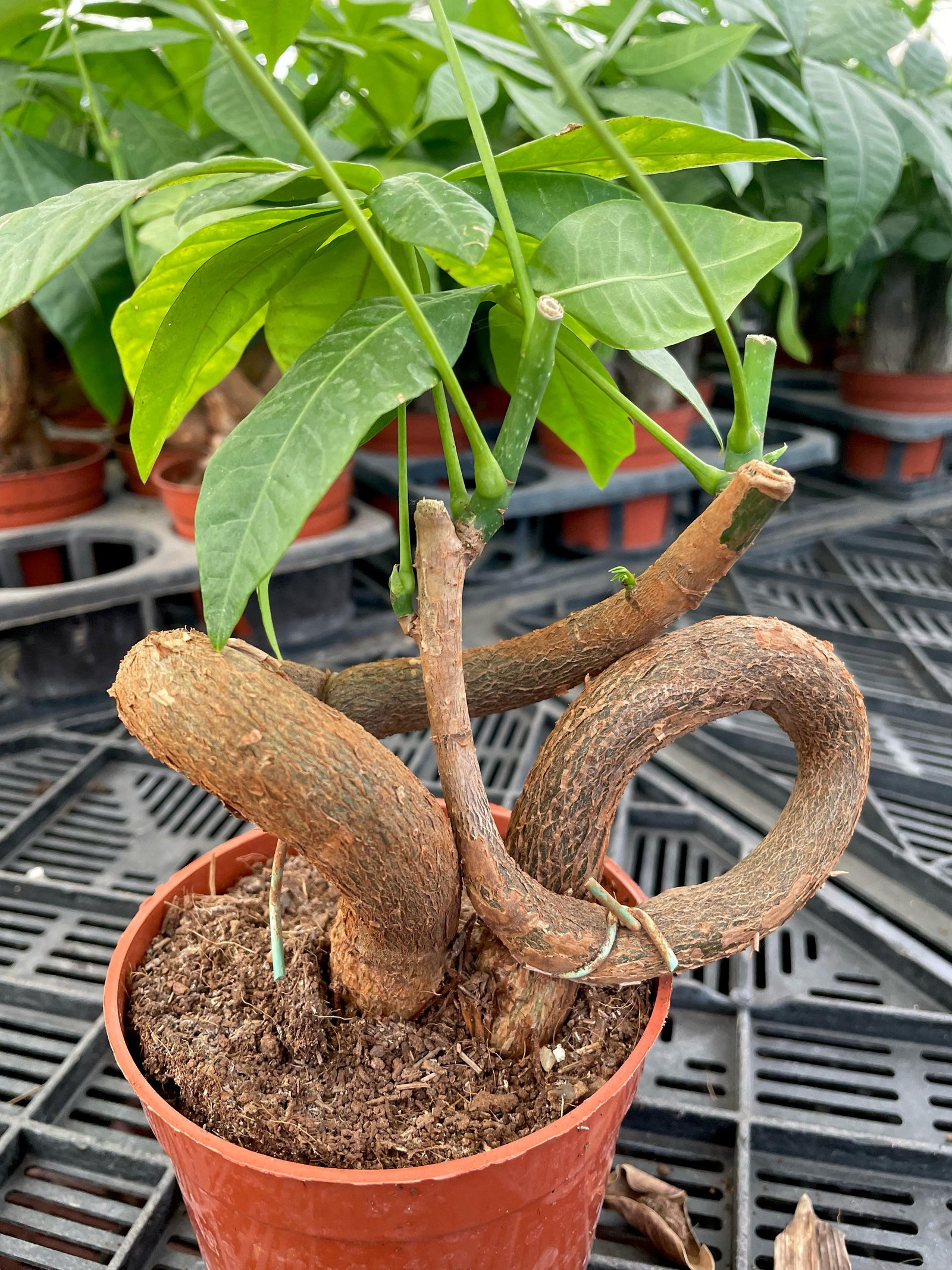 Dancing Money Tree - Image 3