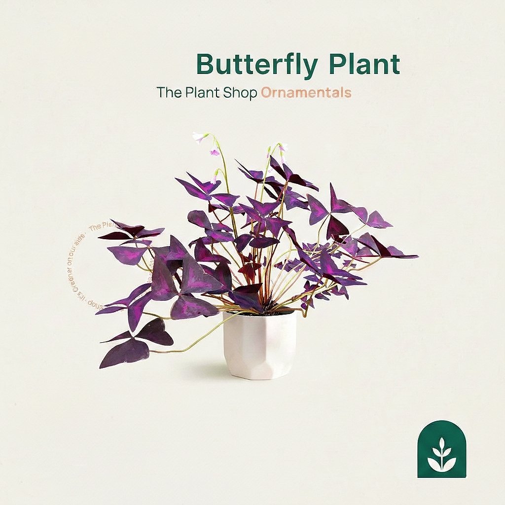 Butterfly  - Image 1