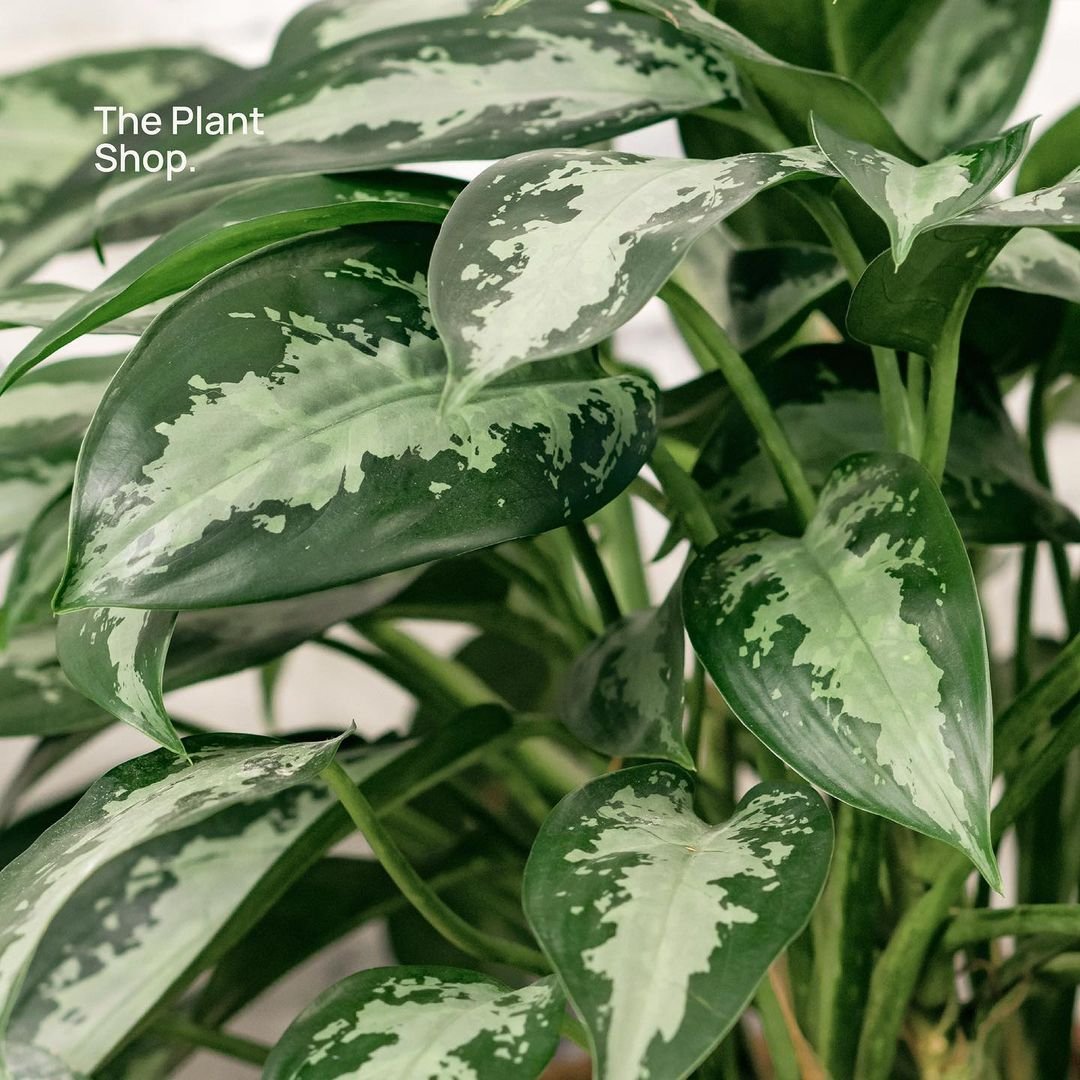 Aglaonema - Image 5