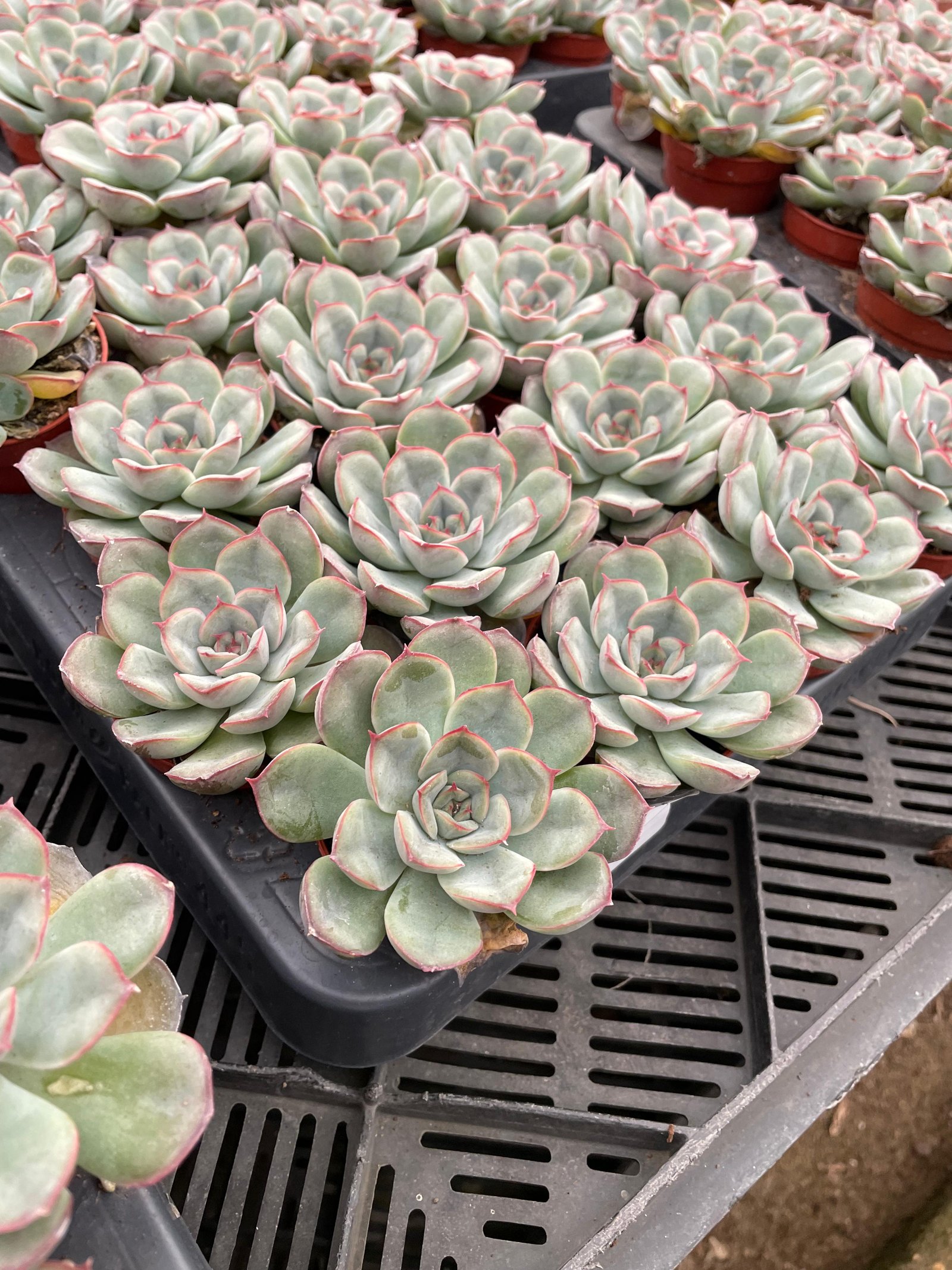 Bundle of 4 Echeveria Cactus - Image 5