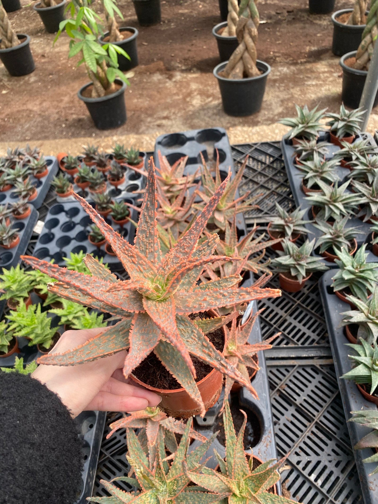 Aloe Dorotheae - Image 3