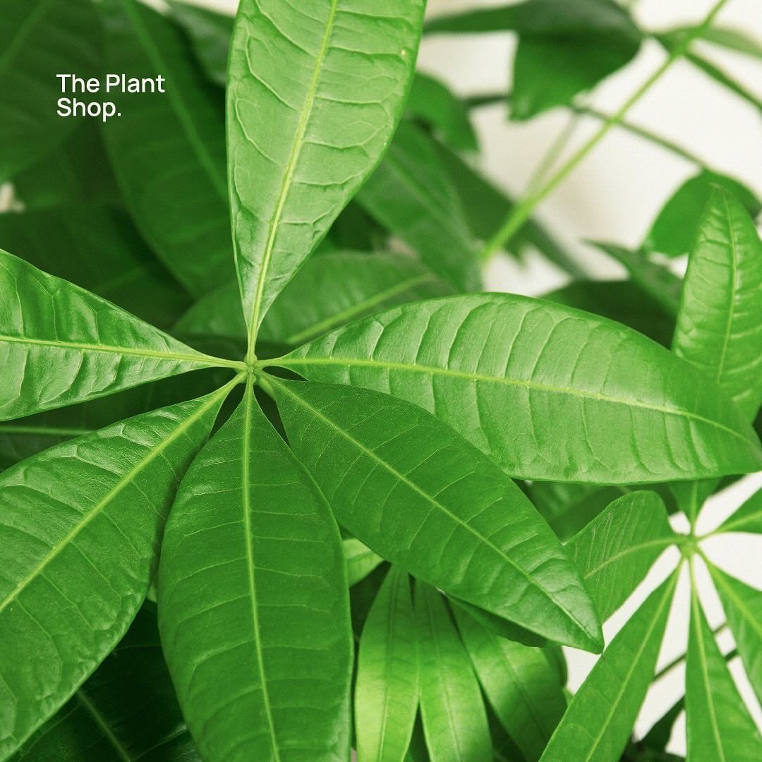 Crazy Money Tree - Image 4