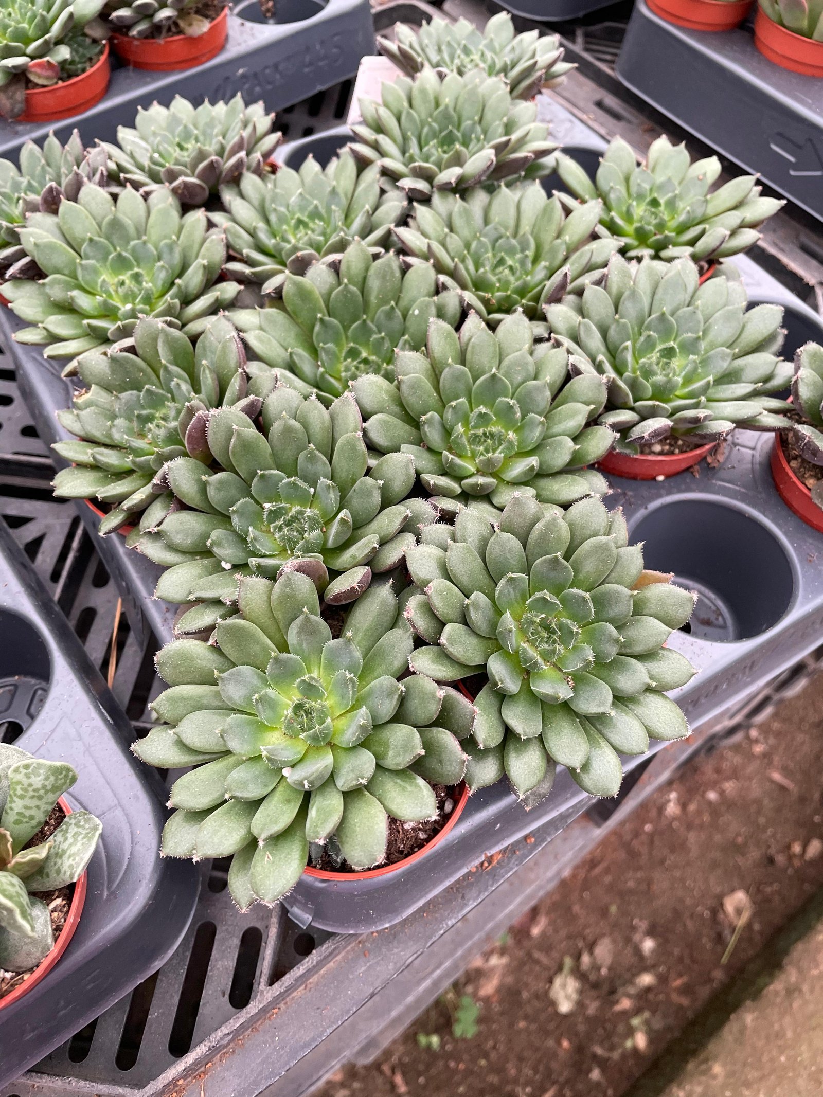 Echeverias Cactus - Shape 3 - Image 2