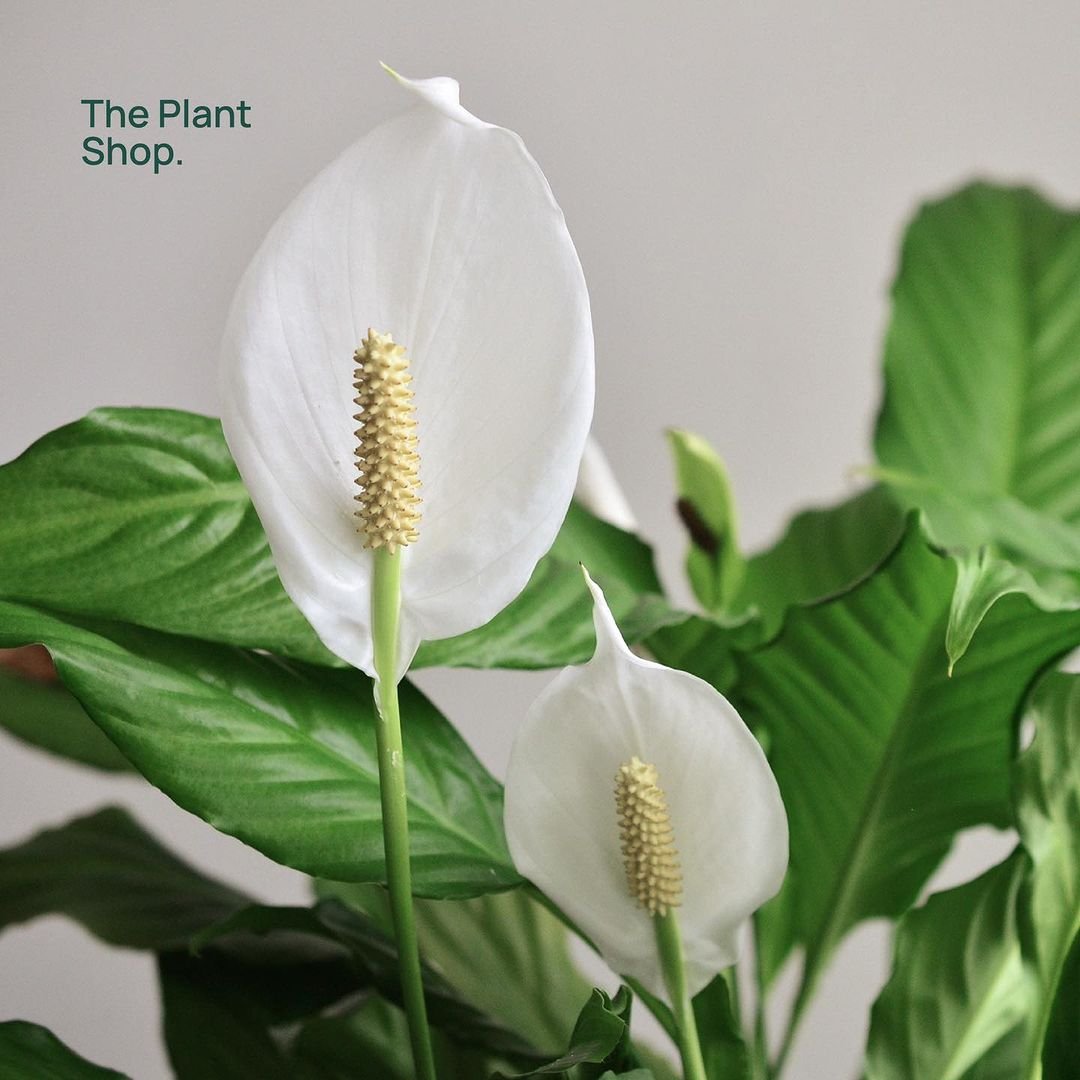 Peace Lily - Image 3
