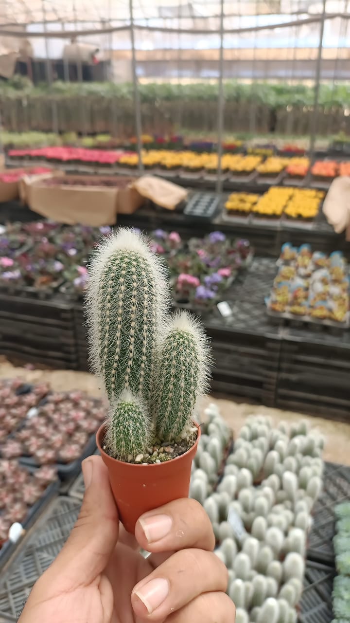 Old Man Cactus - Image 3