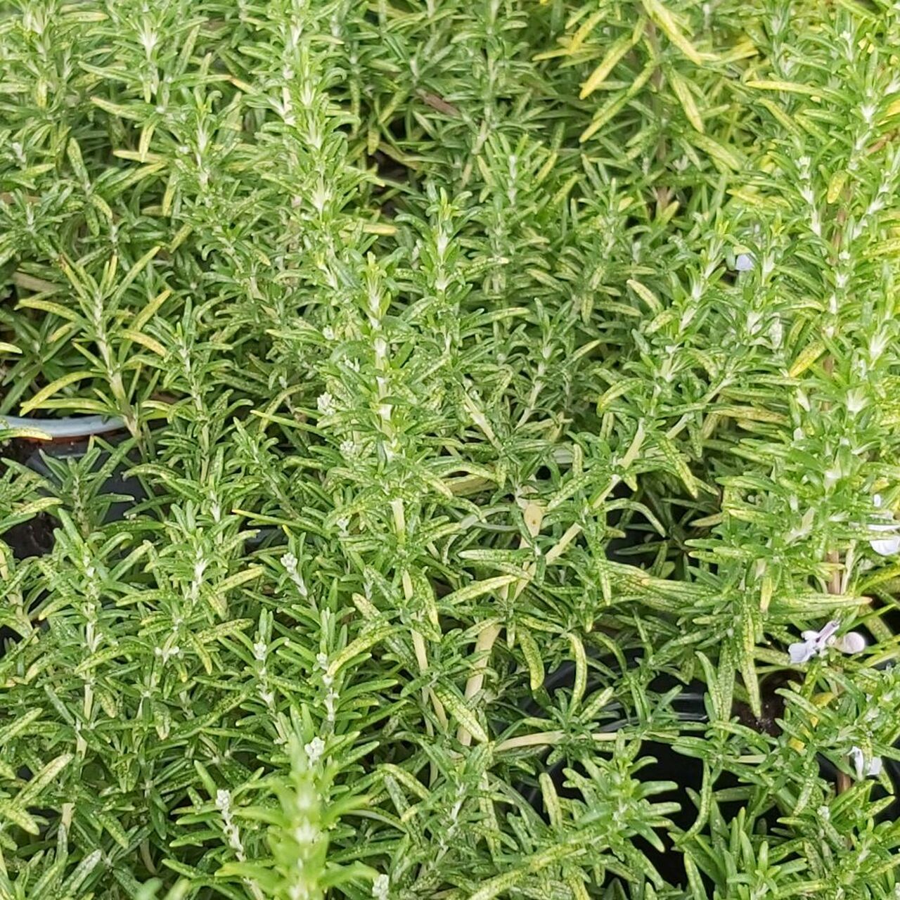 روز مارى  - صورة 7
