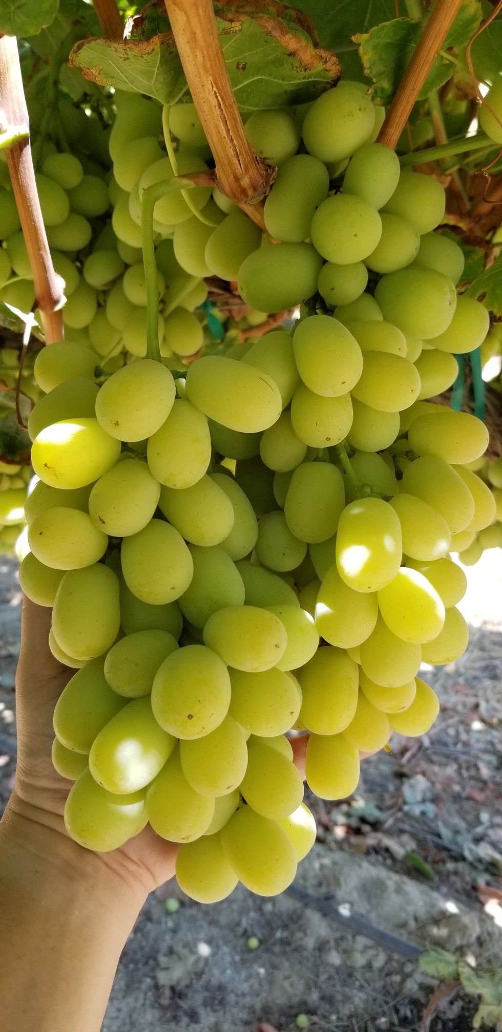 عنب عمر 2 سنه   - صورة 2