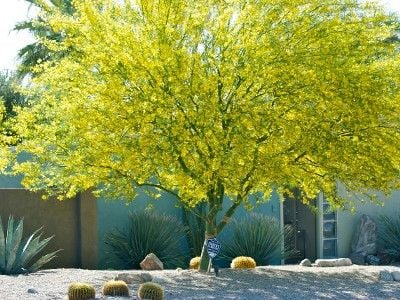 باركنسونيا - صورة 6