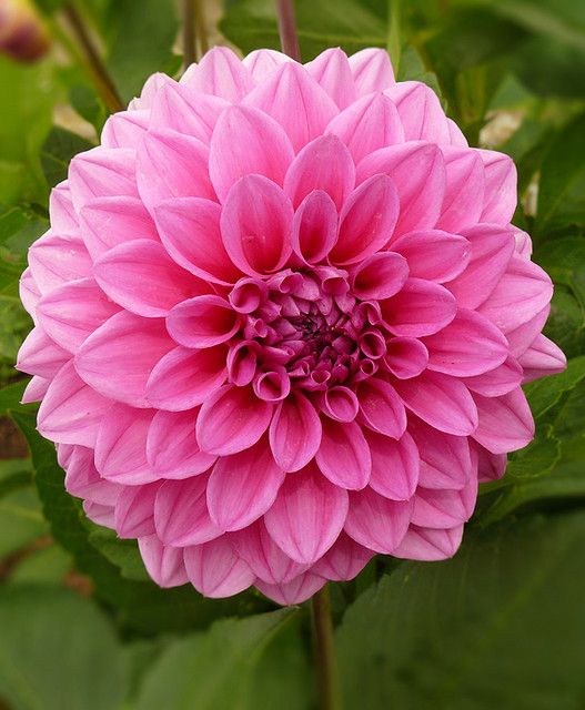أرولا  - صورة 2