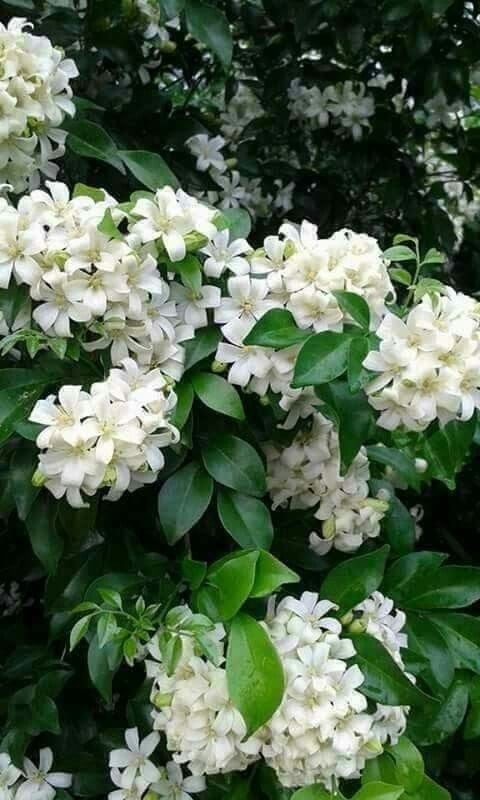 ياسمين مرايا - صورة 6