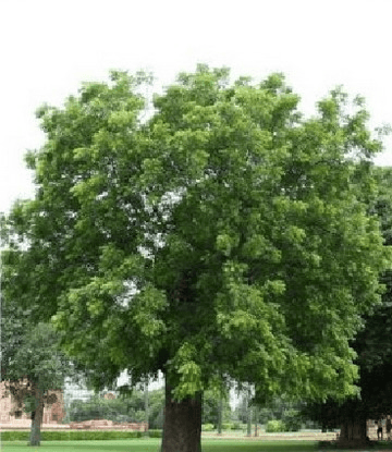 النيم  - صورة 3