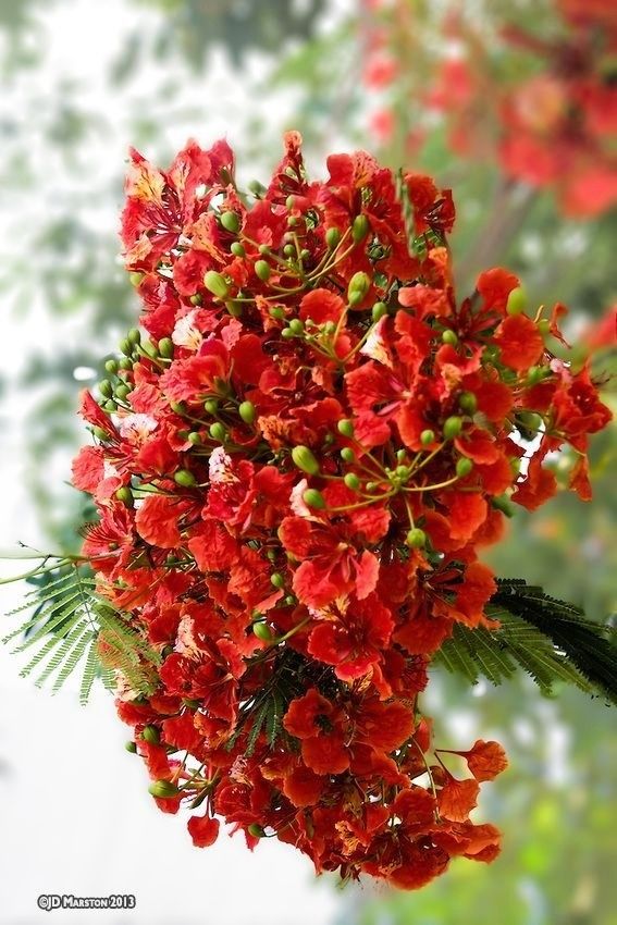 بوانسيانا  - صورة 8
