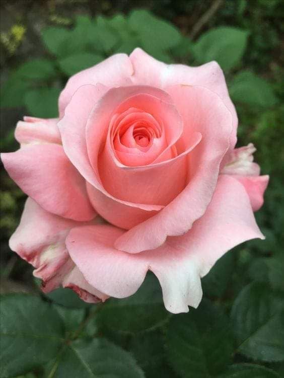 ميني روز  - صورة 6