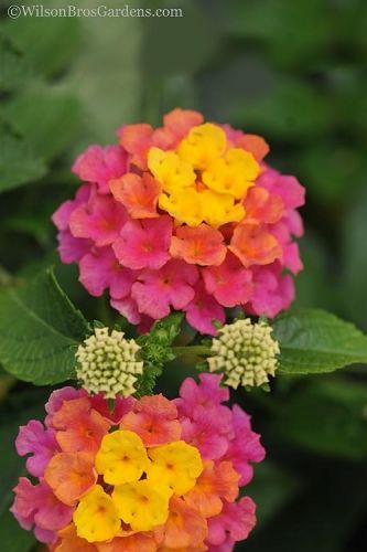 لانتانا كمارا - صورة 7