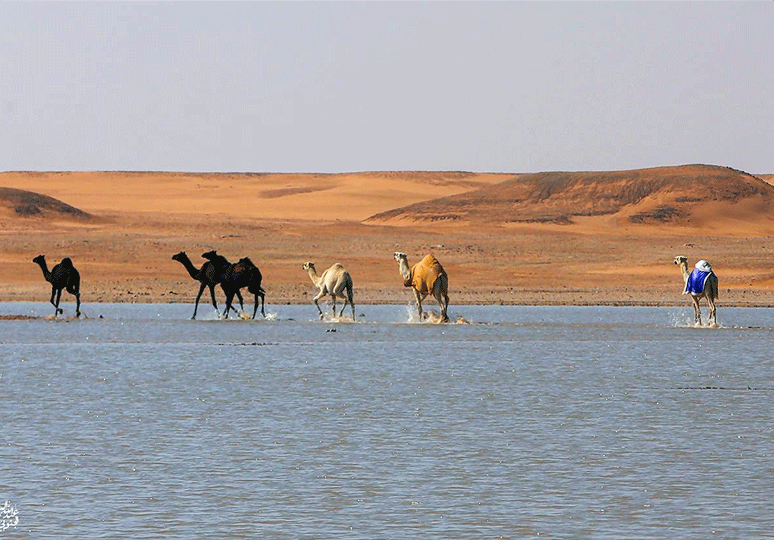 الابل والسيل بالصمان - صورة 2