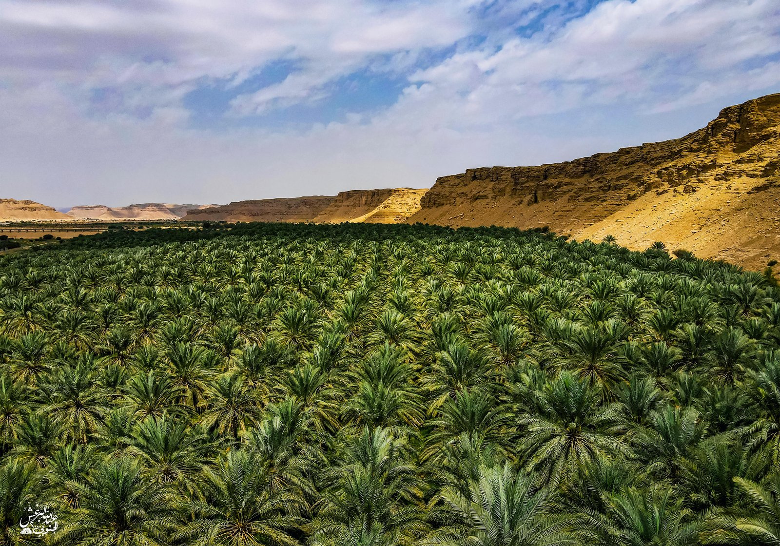 نخيل الحوطه (السعر حسب المقاس) - صورة 2