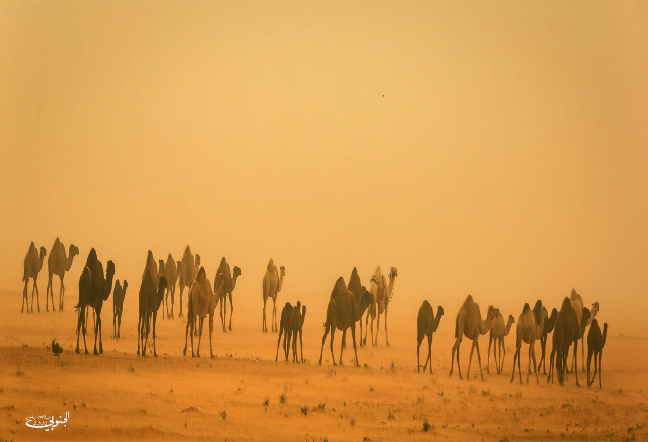 الابل (السعر حسب اختيارك للمتر) - صورة 2