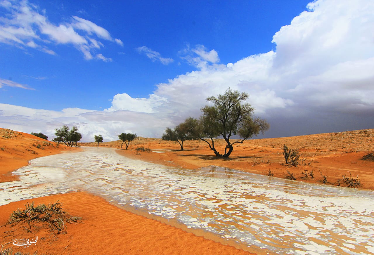 شعيب الاعصل (السعر حسب اختيارك للمتر ) - صورة 2
