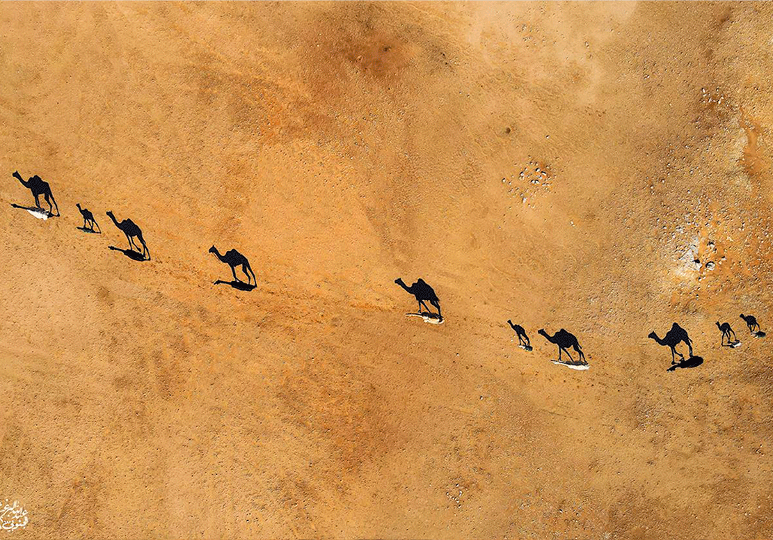ظل الجمال - صورة 2