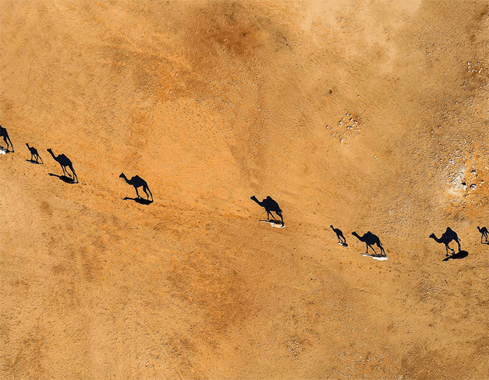 ظل الابل - صورة 2