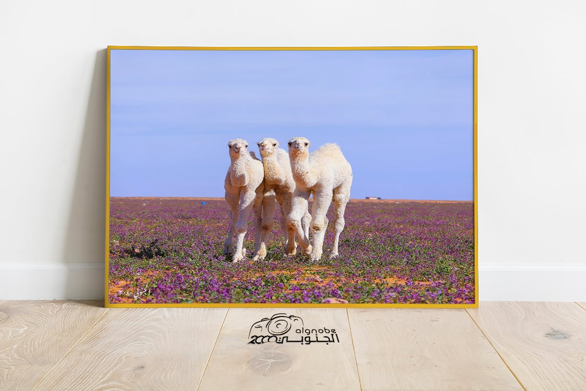 الحيران - صورة 3