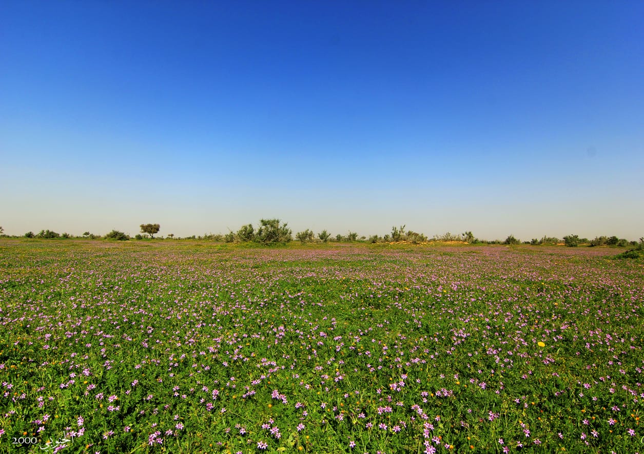 التنهات - صورة 2