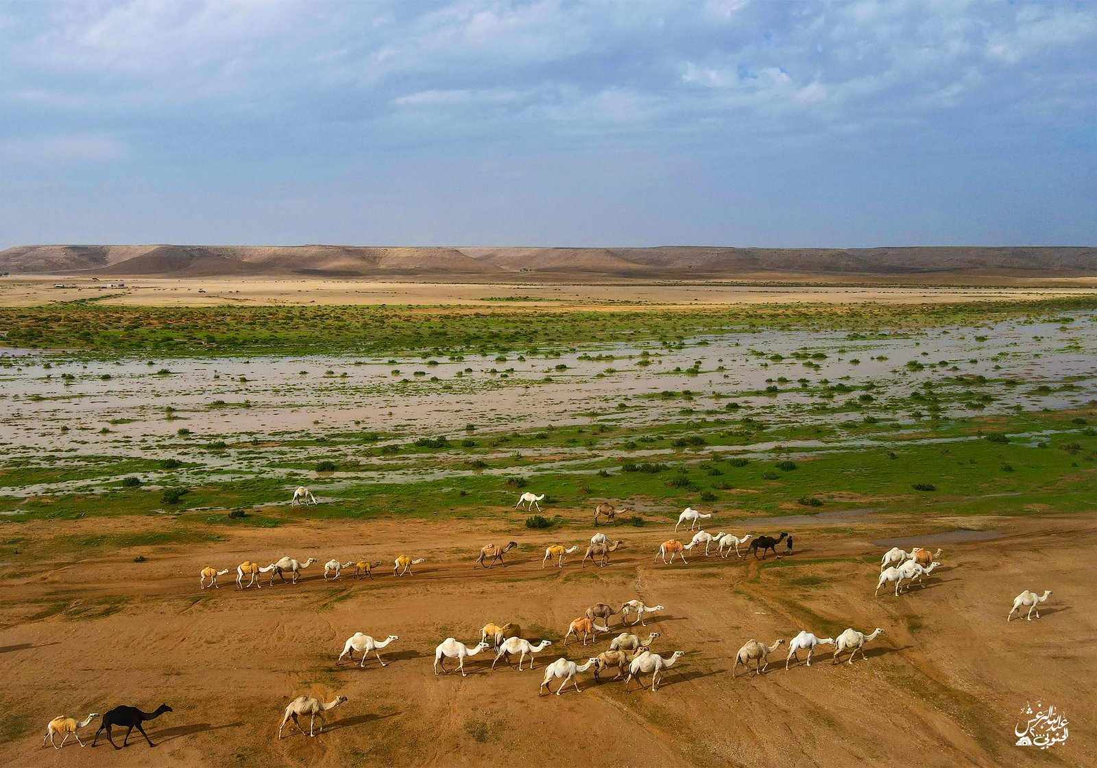 الابل بالمزيرعه  (السعر حسب المقاس) - صورة 2