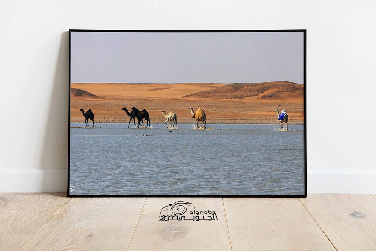 الابل والسيل بالصمان - صورة 1