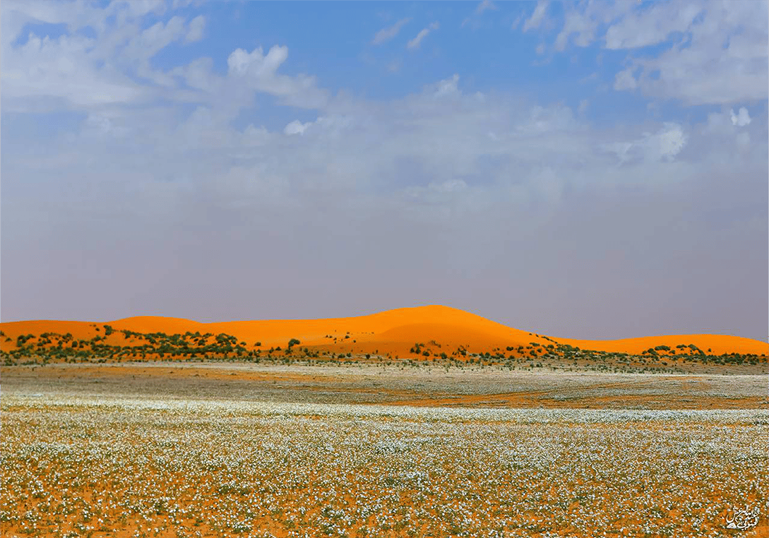 النفود الكبير - صورة 2