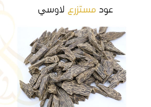 عود مستزرع لاوسي - صورة 1